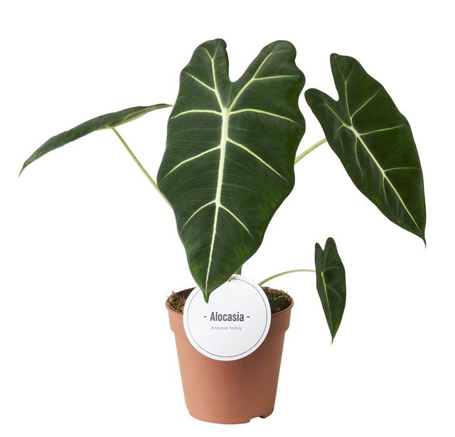 Picture of Alocasia frydek