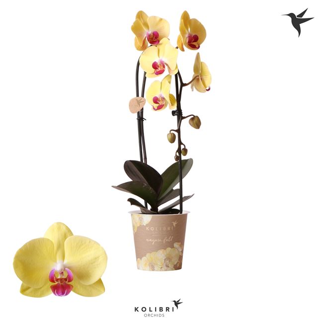 Picture of PHALAENOPSIS 01-STEM NIAGARA FALL YELLOW