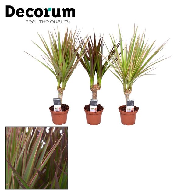 Picture of DRACAENA MARGINATA MIX ON STEM