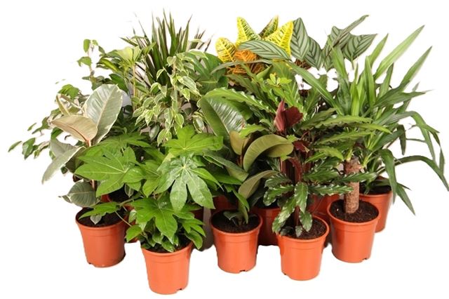 Picture of Houseplant mix