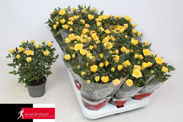 Picture of Rose KORDANA YELLOW