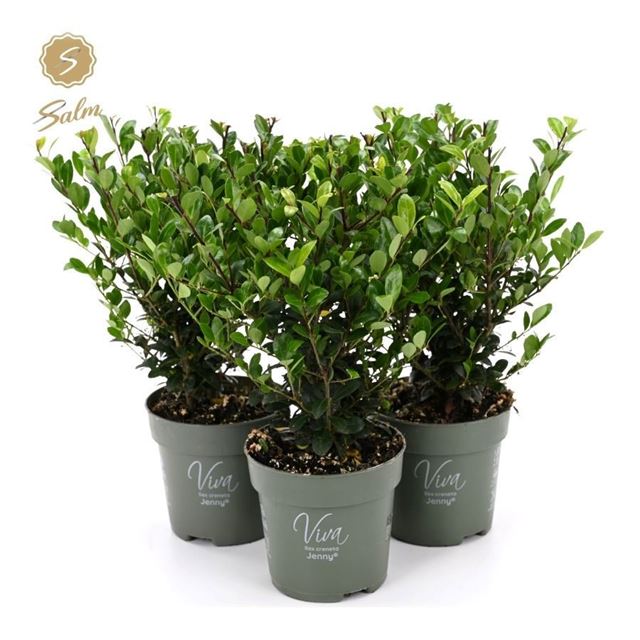Picture of Ilex crenata jenny