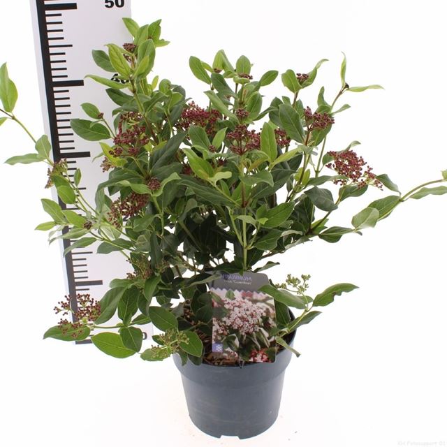 Picture of Viburnum tinus gwenllian
