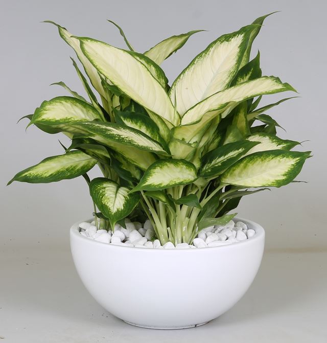 Picture of DIEFFENBACHIA WHITE CERAMIC - PEBBLE FINISH