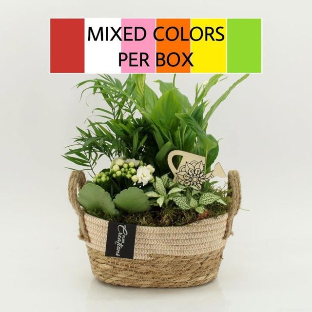 Picture of Foliage arrangement in wicker basket