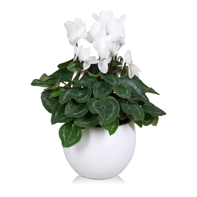Picture of CYCLAMEN WHITE IN WHITE CERAMIC