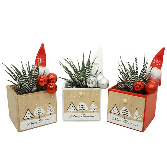 Picture of HAWORTHIA BIG BAND IN XMAS BOX