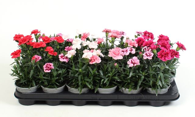 Picture of Dianthus caryophyllus mix