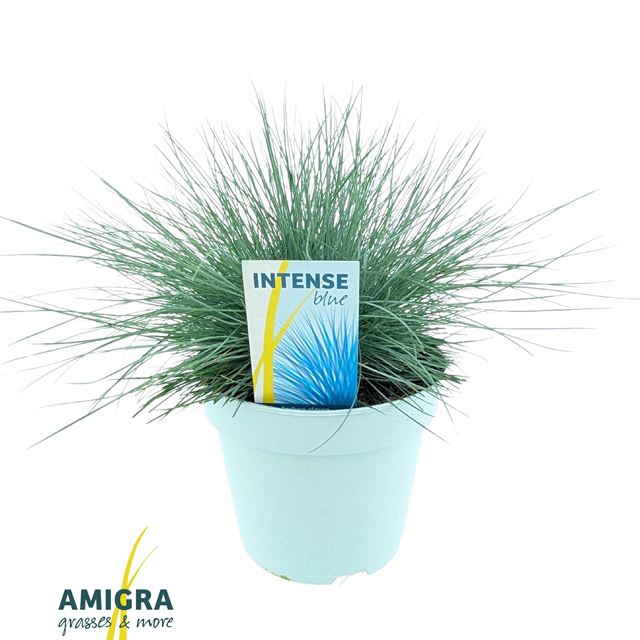 Picture of Festuca glauca intense blue