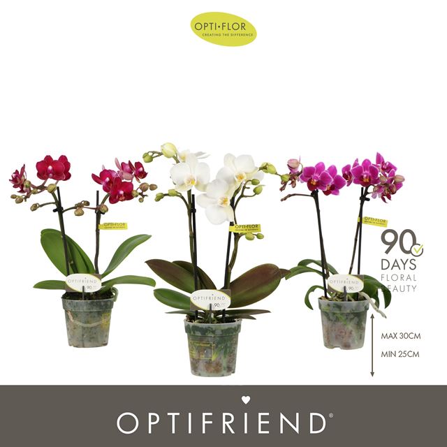 Picture of Phalaenopsis 02-stem multi-miniflora mix