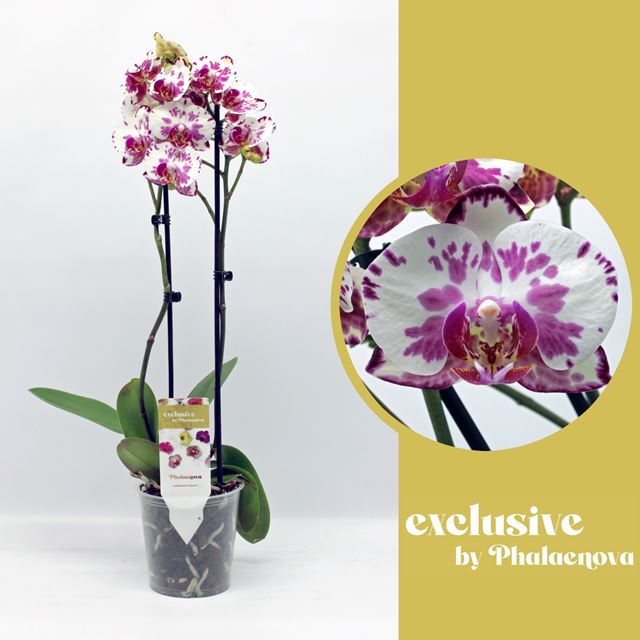 Picture of PHALAENOPSIS 02-STEM VIOLA