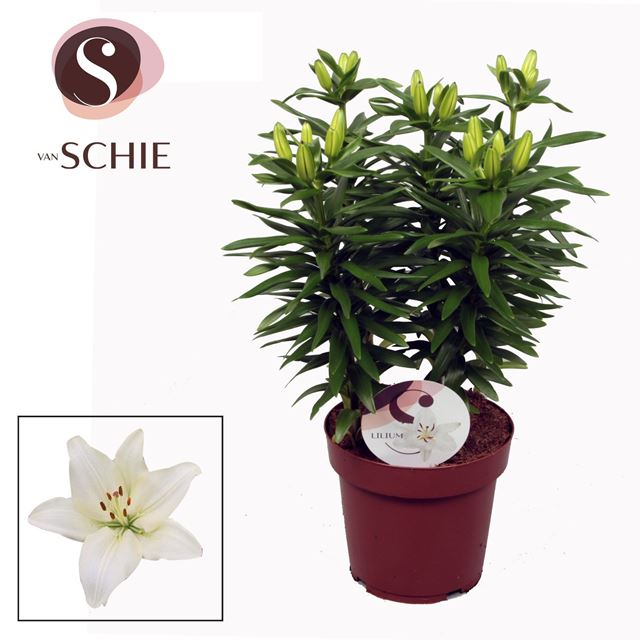Picture of Lilium asiatic 05pp gwen white