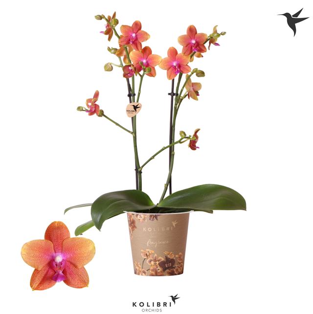 Picture of PHALAENOPSIS 02-STEM FRAGRANCE ORANGE