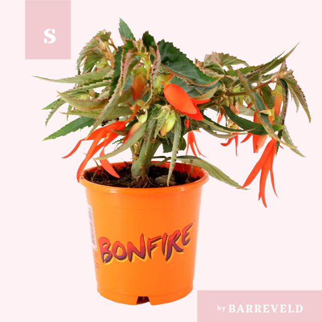 Picture of Begonia tuberosa bonfire