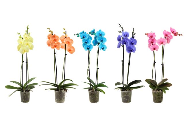 Picture of PHALAENOPSIS 02-STEM COLORE MIX