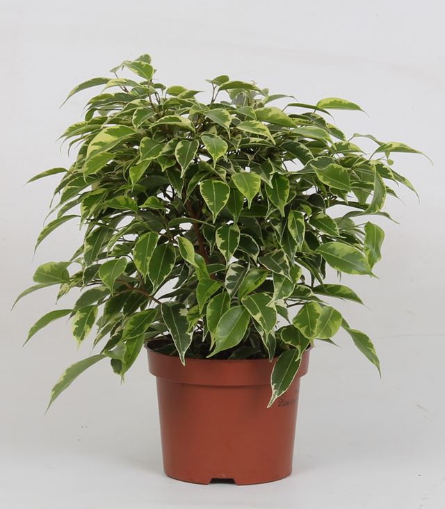 Picture of FICUS BENJAMINA KINKY VARIEGATED