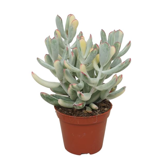 Picture of COTYLEDON ORBICULATA VARIEGATA 
