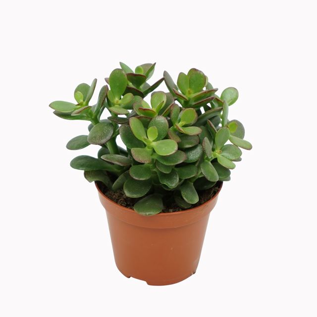 Picture of CRASSULA OVATA MINOR