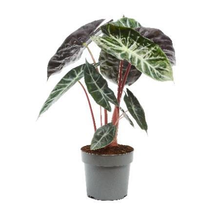 Picture of ALOCASIA CUCULLATA PINK DRAGON