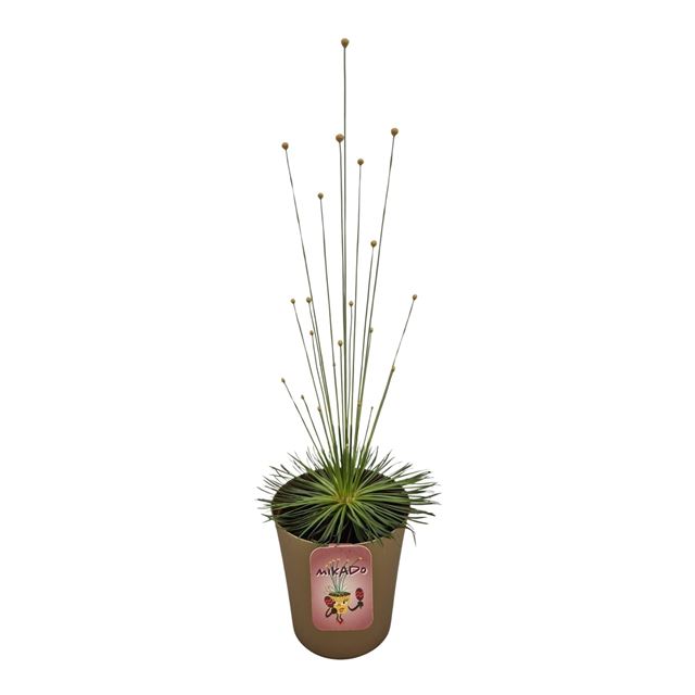 Picture of SYNGONANTHUS MIKADO