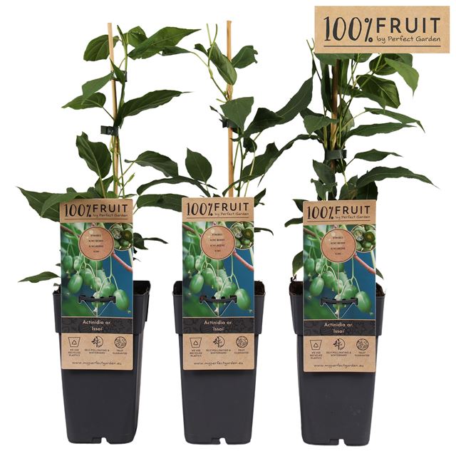 Picture of Actinidia arguta kiwiberry