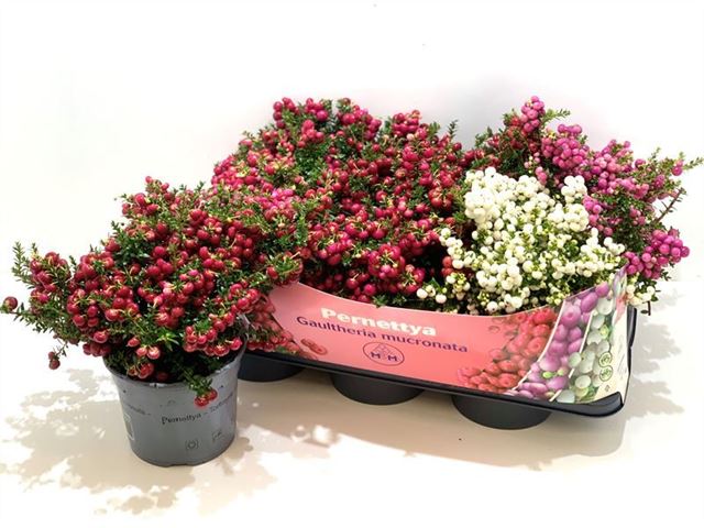 Picture of GAULTHERIA MUCRONATA (PERNETTIA) MIX