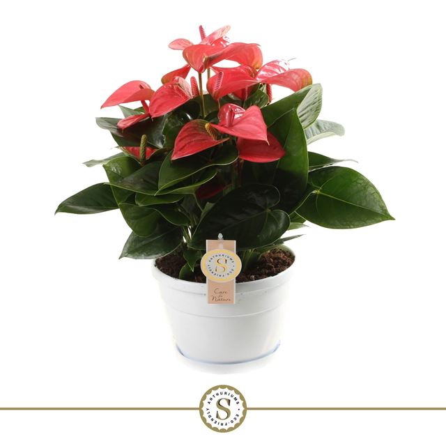 Picture of ANTHURIUM ANDRAEANUM CHAMPION PINK