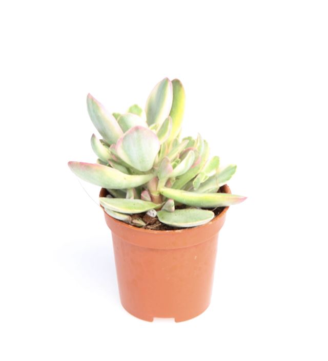 Picture of Crassula ovata money maker