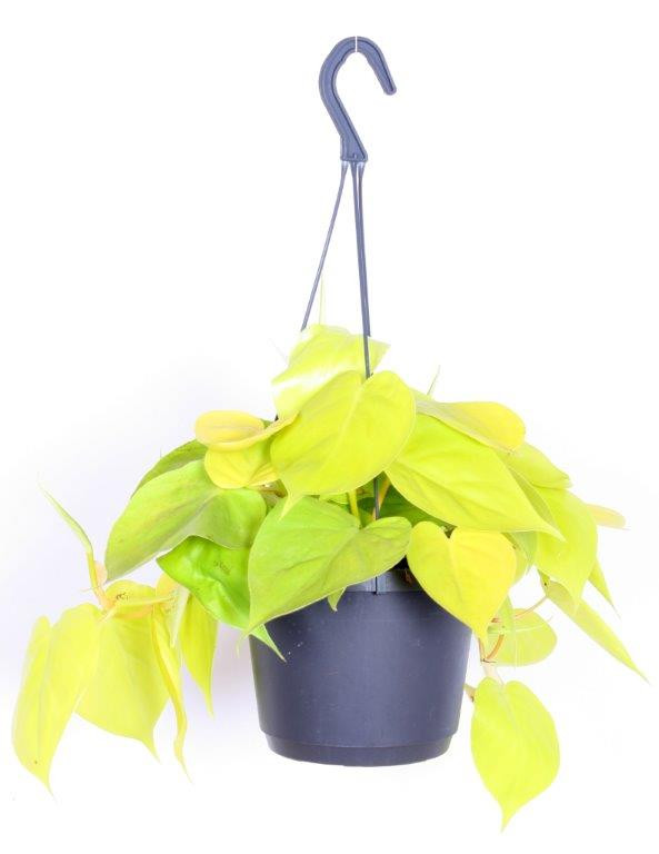 Picture of PHILODENDRON SCANDENS LEMON LIME