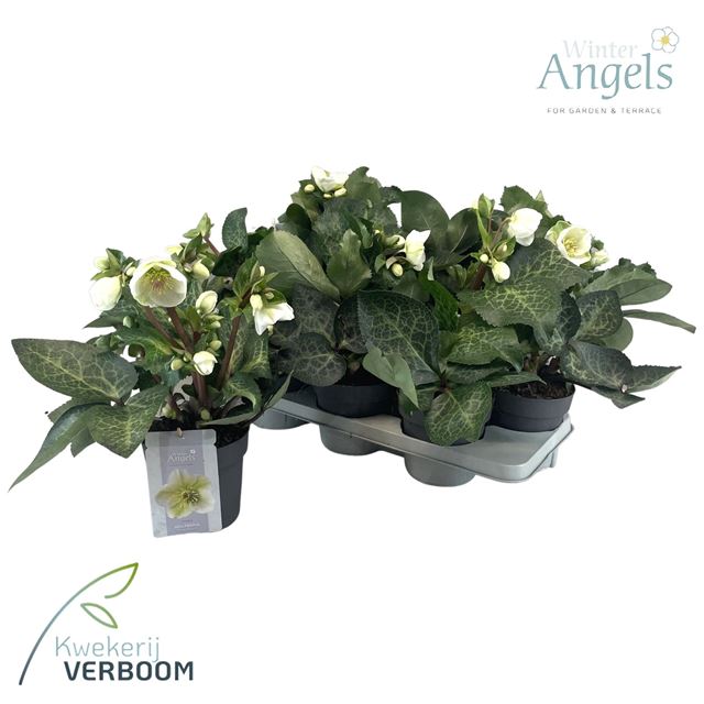 Picture of Helleborus frostkiss moondance