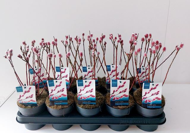 Picture of Salix gracilistyla mount aso bush