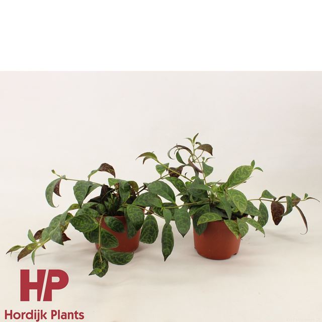 Picture of AESCHYNANTHUS MARMORATUS
