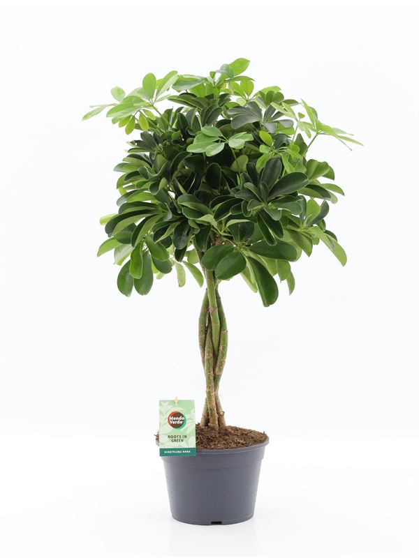 Picture of SCHEFFLERA ARBORICOLA NORA BRAIDED STEM