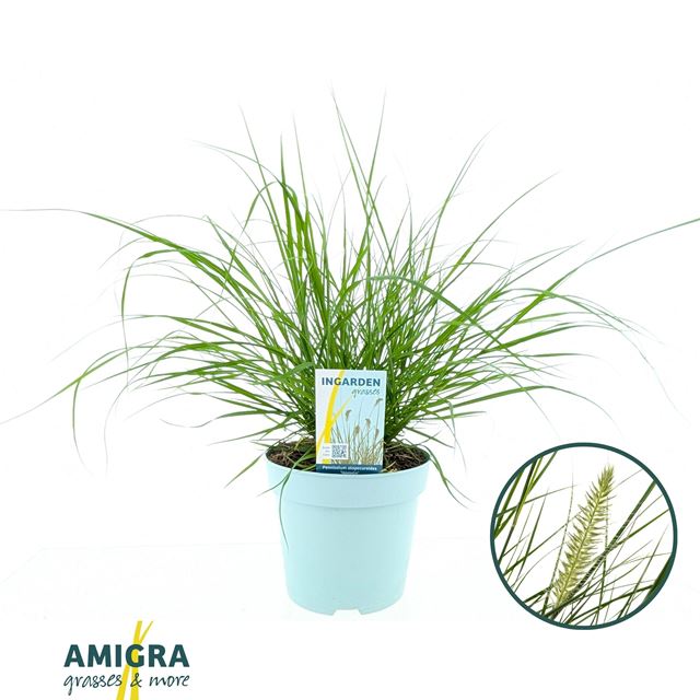 Picture of Pennisetum alopecuroides hameln