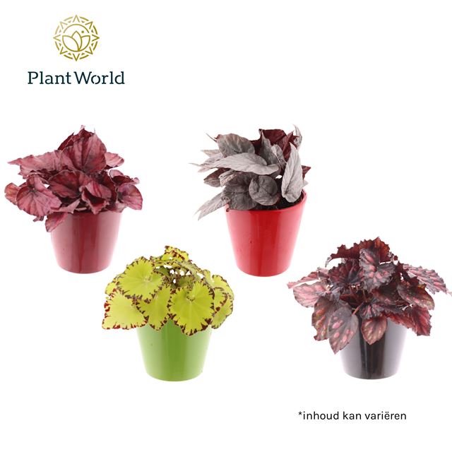 Picture of BEGONIA REX MIX IN CERAMIC