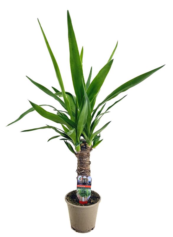 Picture of Yucca elephantipes 020+