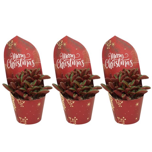 Picture of PEPEROMIA GRAVEOLENS + XMAS COVER