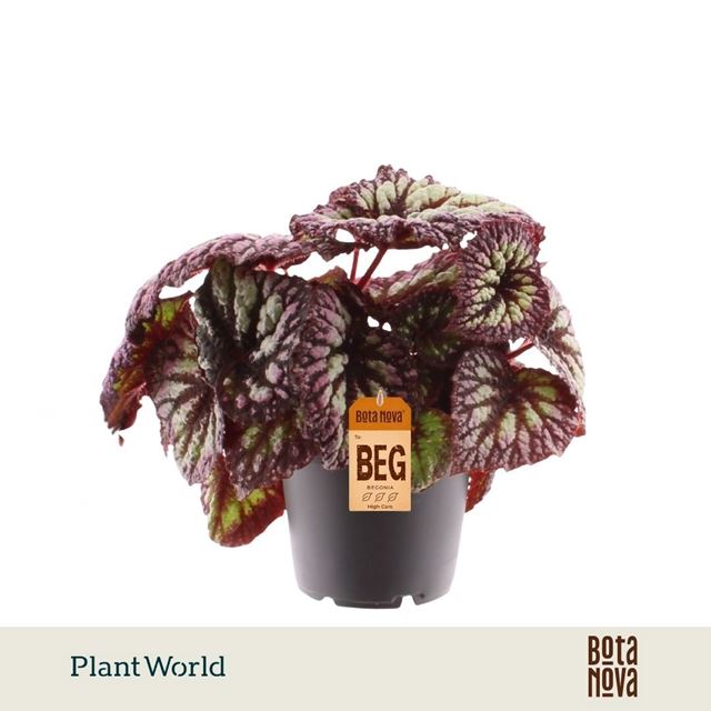 Picture of Begonia rex fireworks