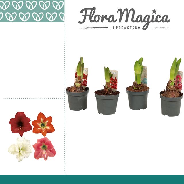 Picture of HIPPEASTRUM 02-FL KOLIBRI MIX