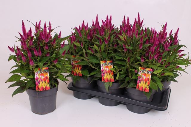 Picture of Celosia kelos atomic violet