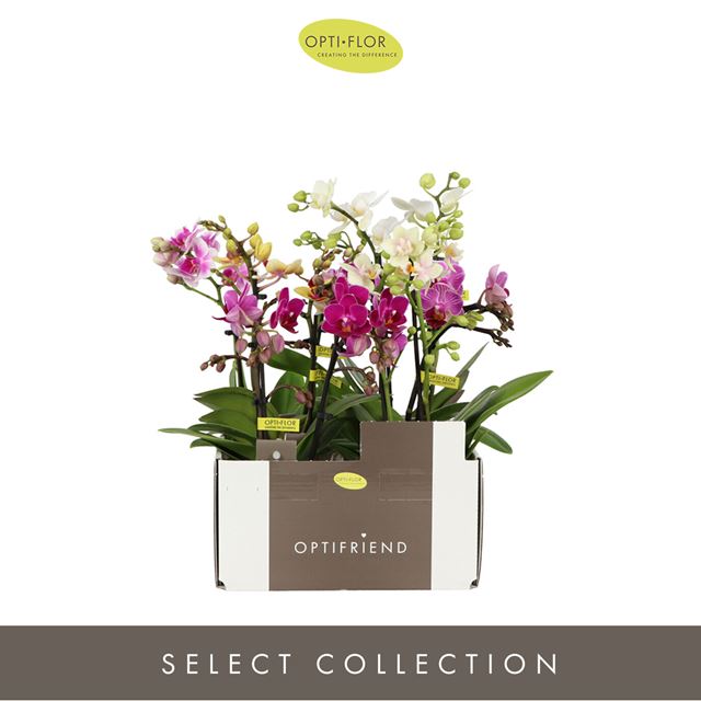 Picture of PHALAENOPSIS 02-STEM MULTI-MINIFLORA MIX