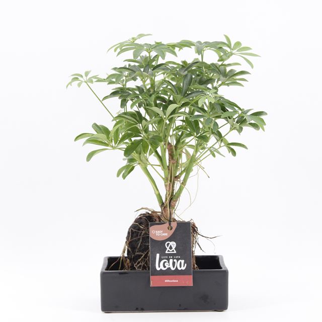 Picture of SCHEFFLERA ARBORICOLA LUSEANA