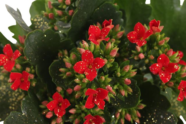 Picture of KALANCHOE BLOSSFELDIANA RED + GLITTER