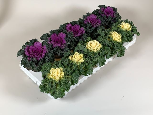 Picture of Brassica oleracea mix (curly)