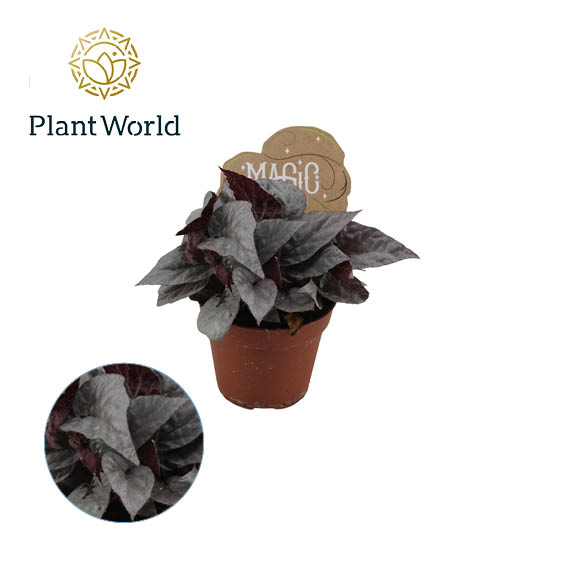 Picture of BEGONIA REX SILVER LIMBO