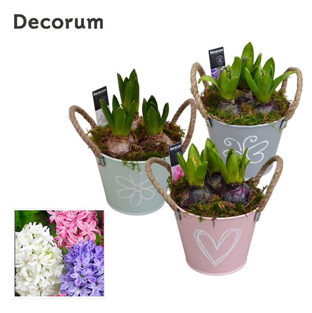 Picture of HYACINTHUS 02BULBS ZINC BUCKET