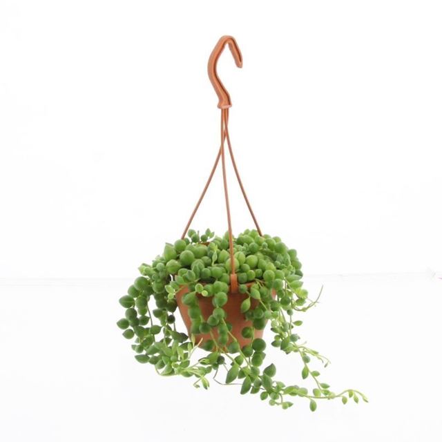 Picture of SENECIO ROWLEYANUS HANGING BASKET