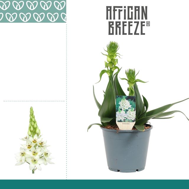 Picture of ORNITHOGALUM THYRSOIDES SNOWFLAKE