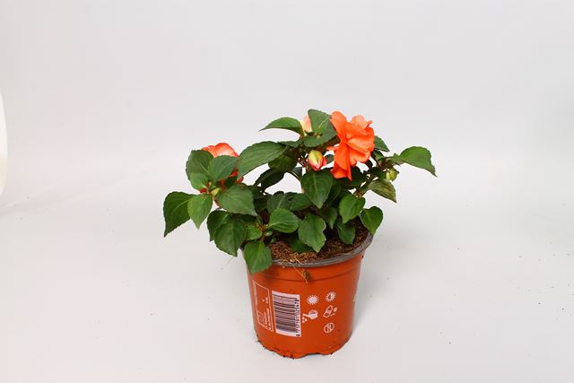 Picture of Impatiens walleriana fiesta salmon