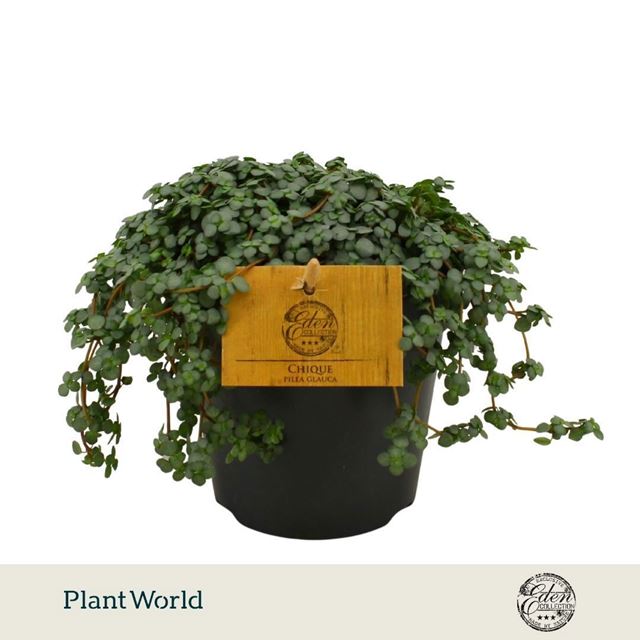 Picture of Pilea glauca